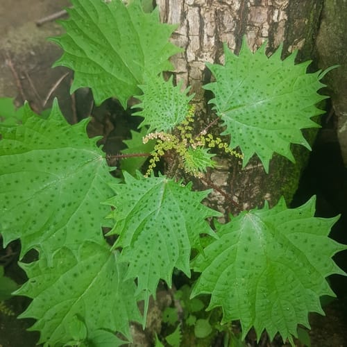 Laportea mooreana