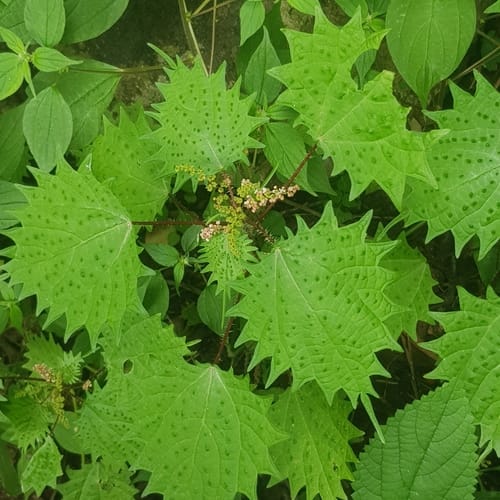 Laportea mooreana