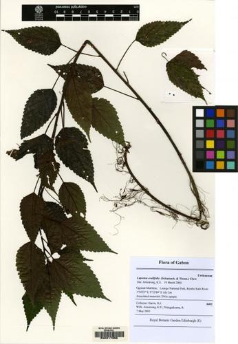 Laportea ovalifolia