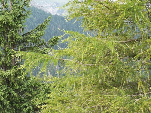 Larix decidua