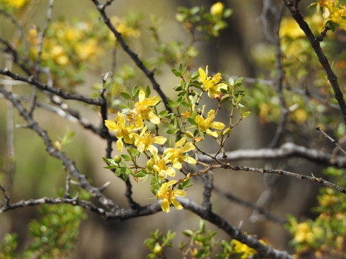 Larrea divaricata