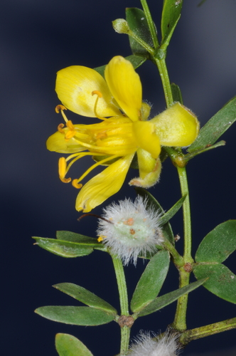 Larrea divaricata