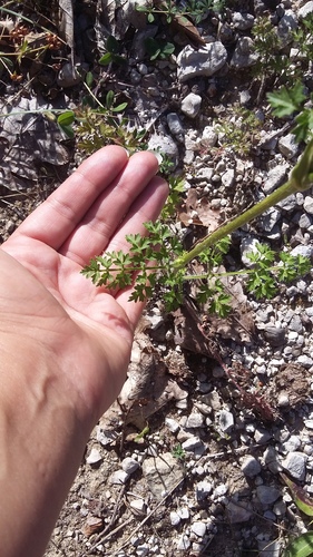 Laserpitium hispidum