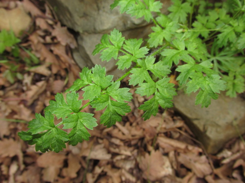 Laserpitium hispidum
