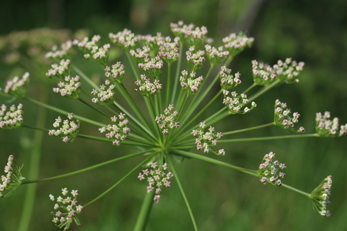 Laserpitium siler