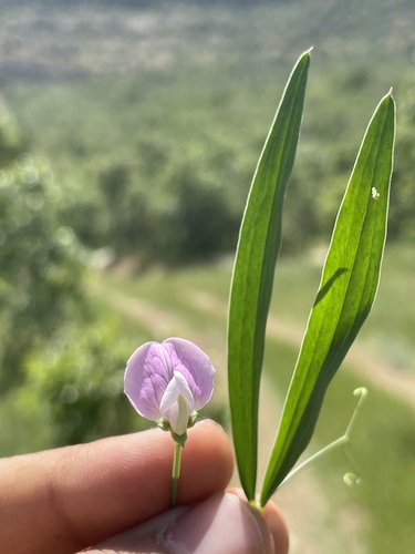 Lathyrus cassius