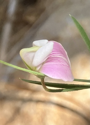 Lathyrus cassius