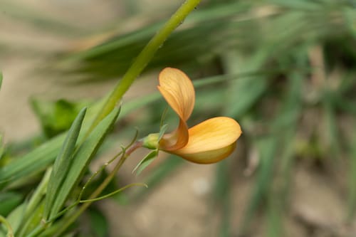 Lathyrus gorgoni