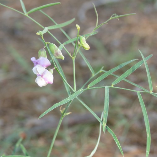 Lathyrus graminifolius