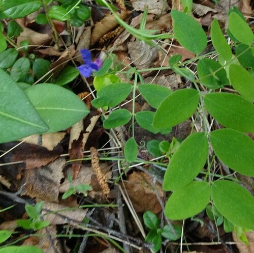 Lathyrus humilis