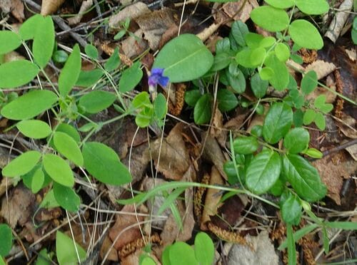 Lathyrus humilis