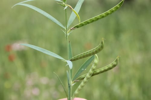 Lathyrus inconspicuus