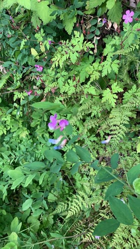 Lathyrus nevadensis