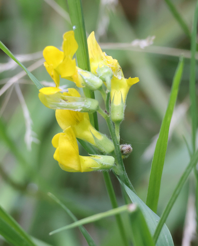Lathyrus pratensis