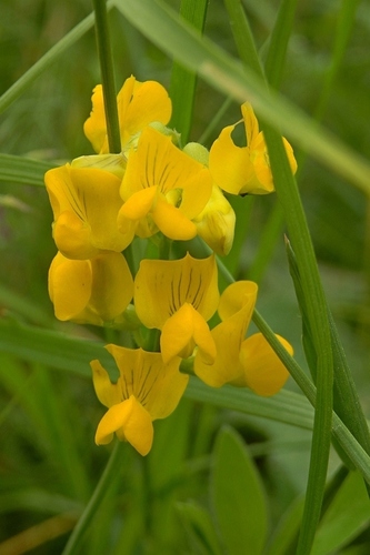 Lathyrus pratensis