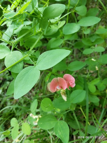 Lathyrus roseus