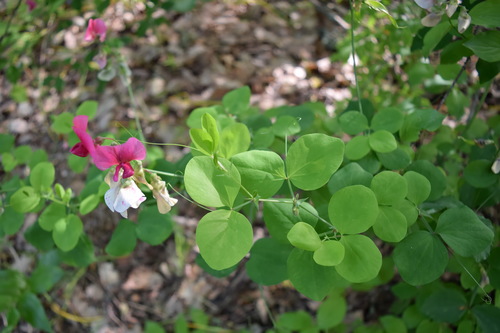 Lathyrus rotundifolius subsp. miniata