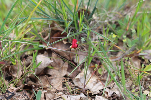 Lathyrus setifolius