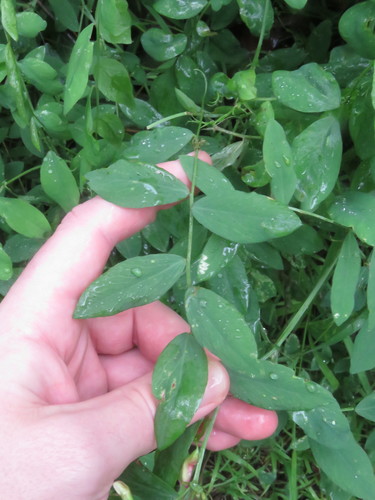 Lathyrus vestitus