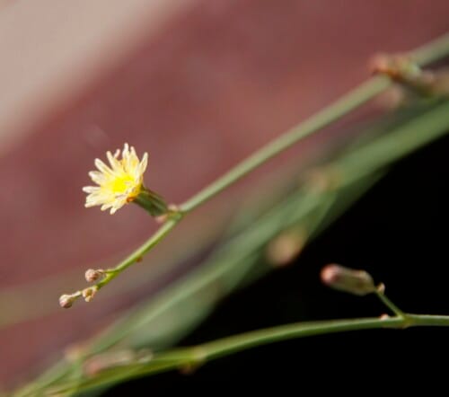 Launaea intybacea