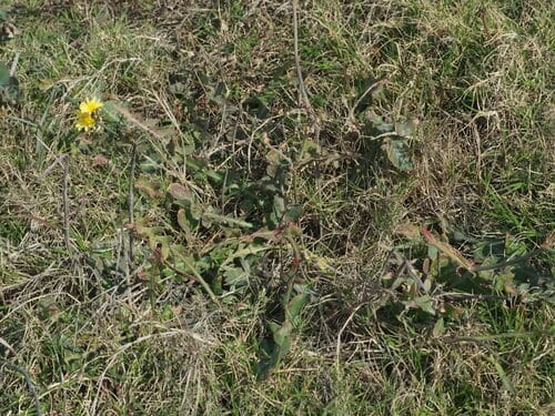 Launaea procumbens