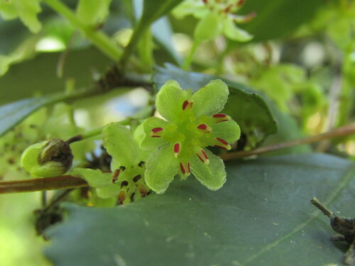 Laurelia aromatica