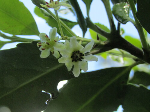 Laurelia aromatica
