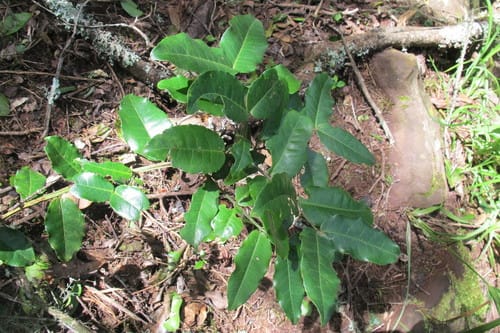 Lauridia tetragona