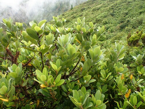 Laurus azorica