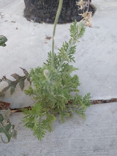 Lavandula multifida