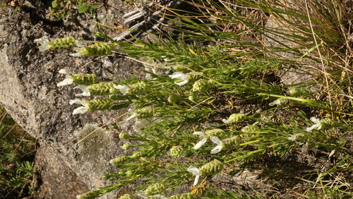 Lavandula x intermedia