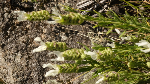 Lavandula x intermedia