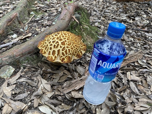 Leccinum extremiorientale