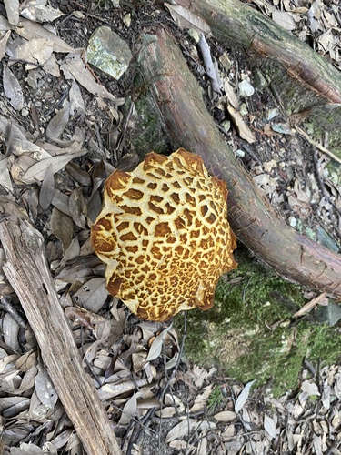 Leccinum extremiorientale