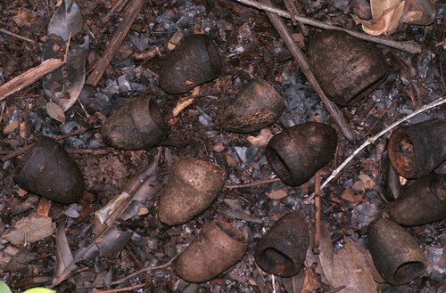 Lecythis chartacea