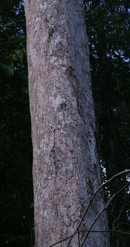 Lecythis chartacea