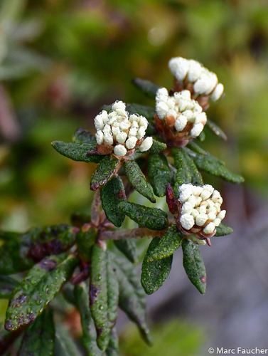 Ledum palustre subsp. decumbens