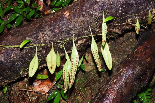 Lemmaphyllum carnosum