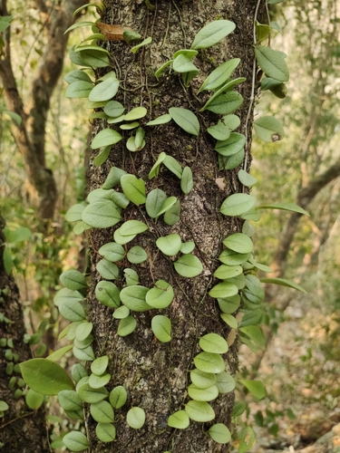 Polypodiaceae