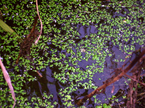 Lemna perpusilla