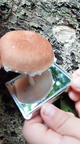 Lentinula lateritia