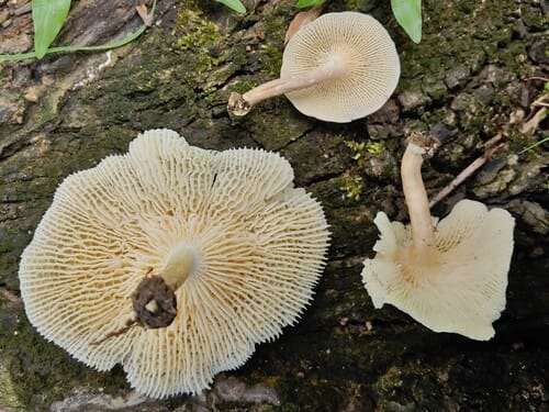 Lentinus retinervis