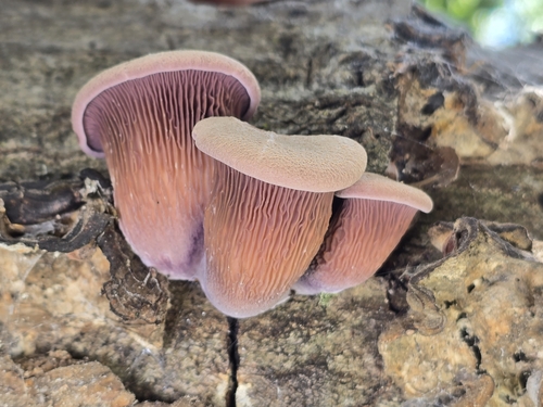 Lentinus torulosus