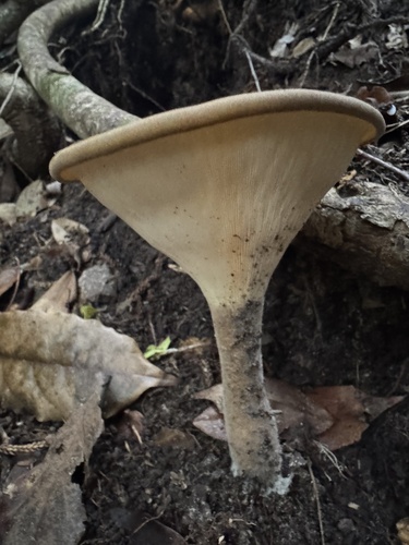 Lentinus tuber-regium