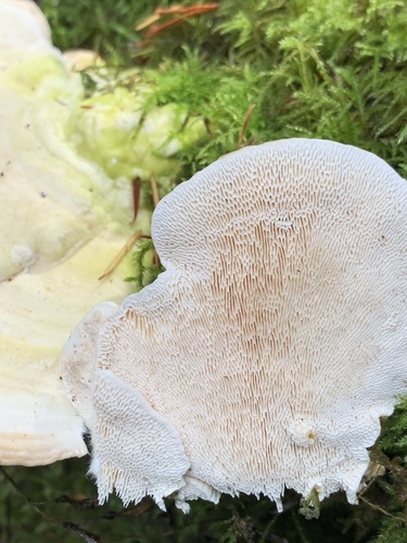 Lenzites elegans