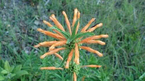 Leonotis leonurus