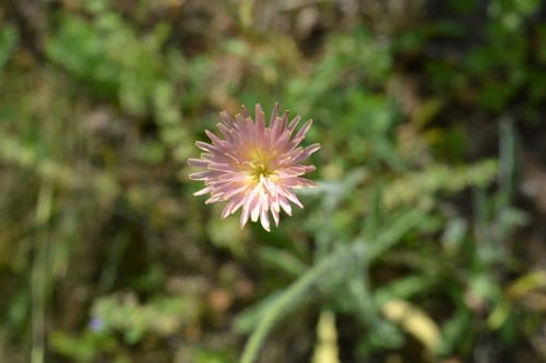 Leontodon asperrimus