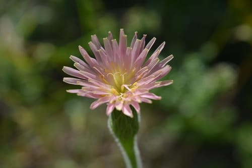Leontodon asperrimus
