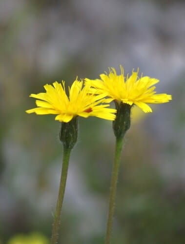 Leontodon crispus
