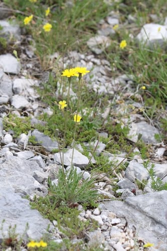 Leontodon crispus